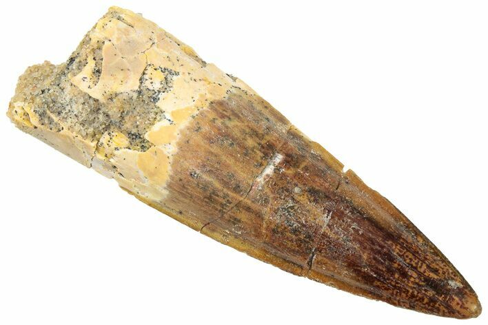 Fossil Spinosaurus Tooth - Real Dinosaur Tooth #322294